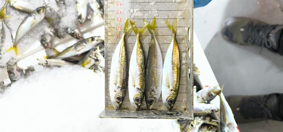 Bursa’da Su Ürünlerine Sıkı Denetim: 1 Tonu Aşkın Balığa El Konuldu