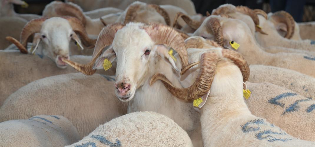 Kırsalda Bereket Küçükbaşa Destek Projesi Başlıyor