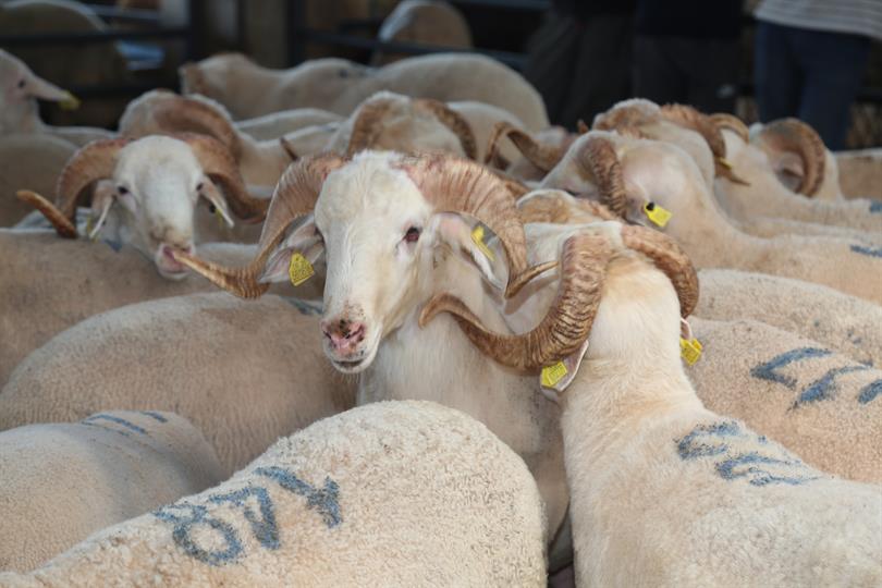 Kırsalda Bereket Küçükbaşa Destek Projesi Başlıyor