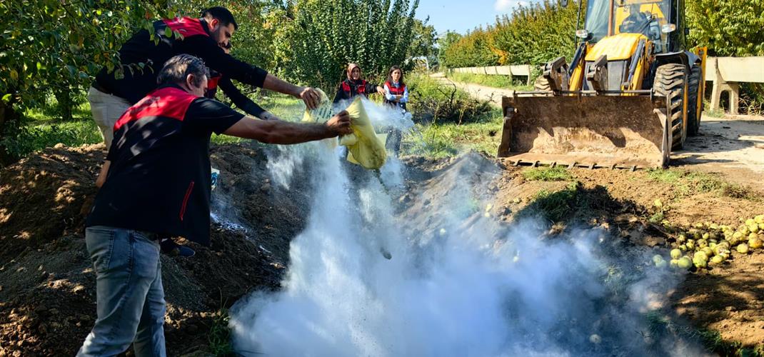 Bursa'da 40 Ton Armut İmha Edildi
