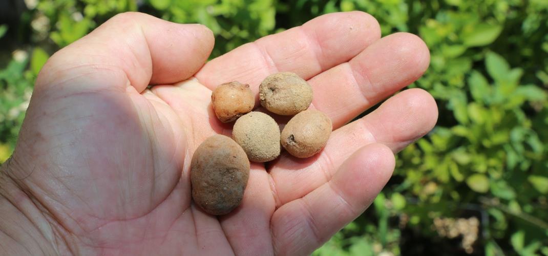 Organik Salep Üretimi İçin Büyükorhan’ da Salep Yumrusu Dağıtıldı