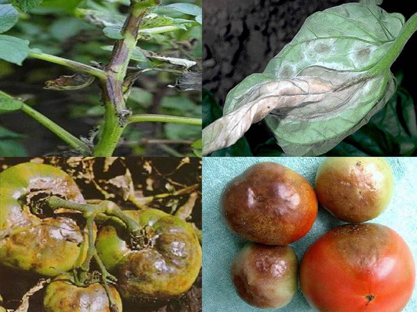 Фитофтора какой вред. Mildiyö (Phytophthora infestans). Phytophthora infestans domates. Фитофтора на черри. Фитофтора организм хозяин.